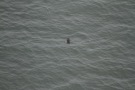 Missing Picture